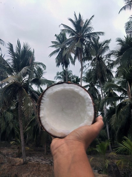 สินค้า ขาย มะพร้าวกะทิ ทับสะแก ส่งฟรีกรุงเทพปริมณฑล ประจวบครีรีขันธฺ์ จำหน่ายมะพร้าวกะทิแบบลูก